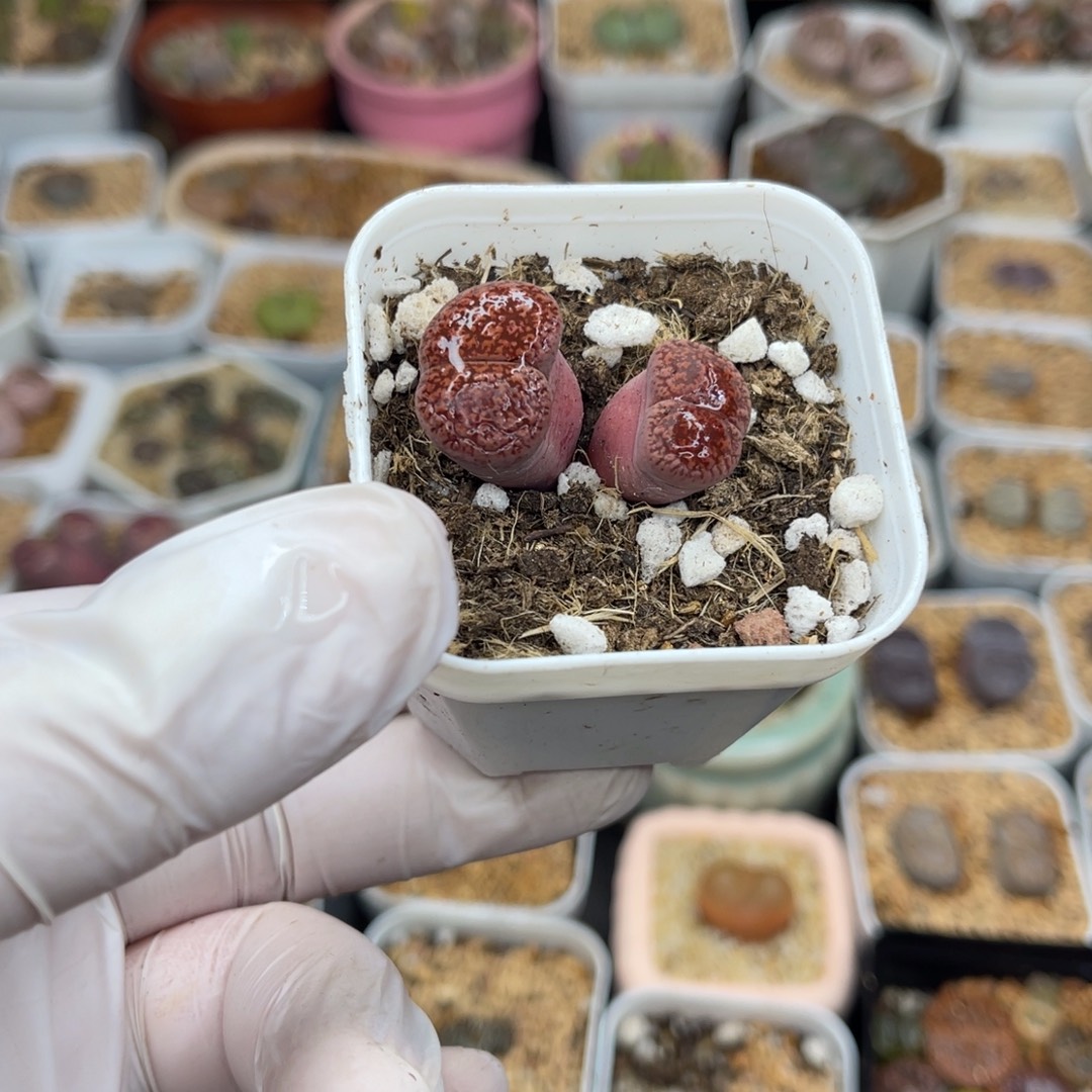 多肉植物一物一拍48