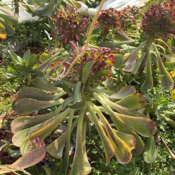 鱿鱼缀化啊啊啊啊啊