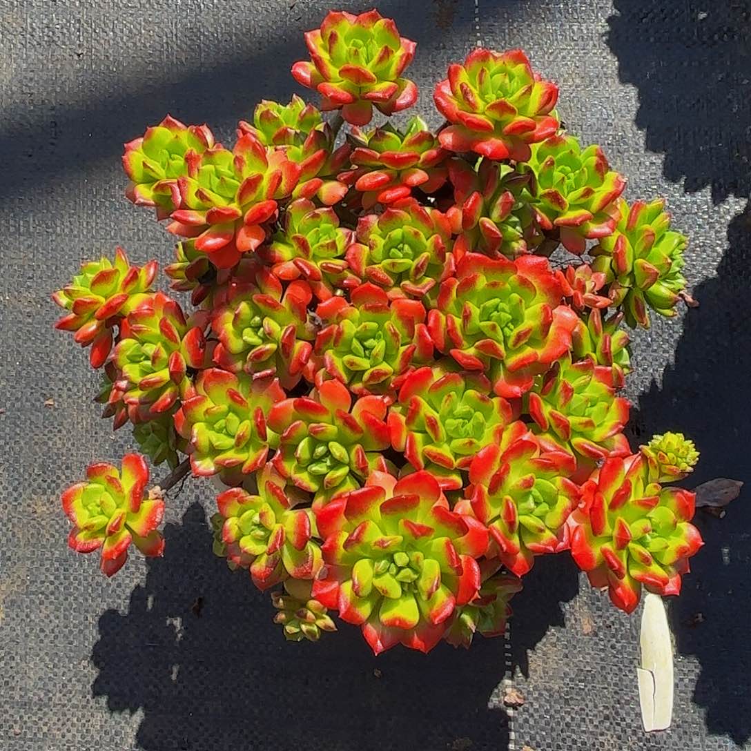 火焰小灯笼精选多肉植物