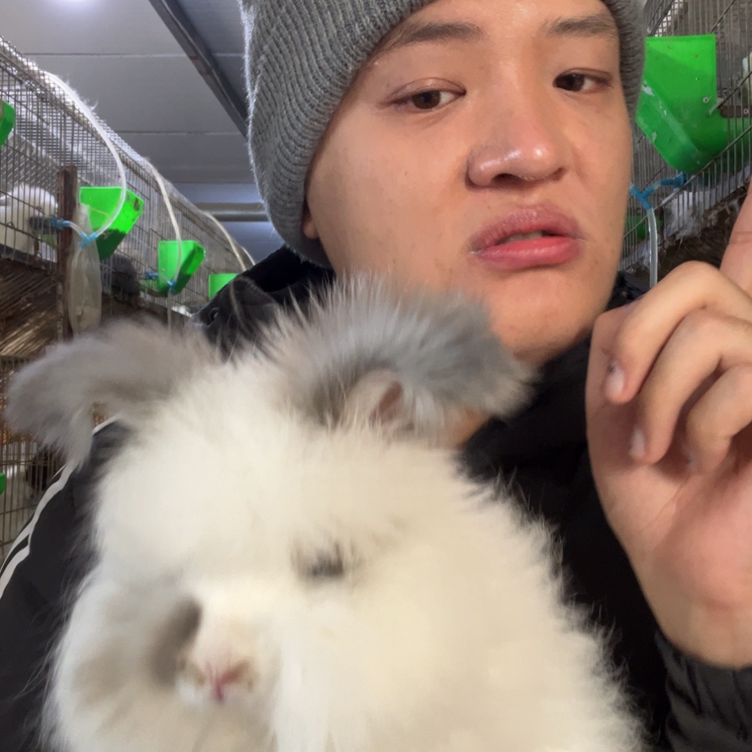 本***城双血统英系安哥拉兔