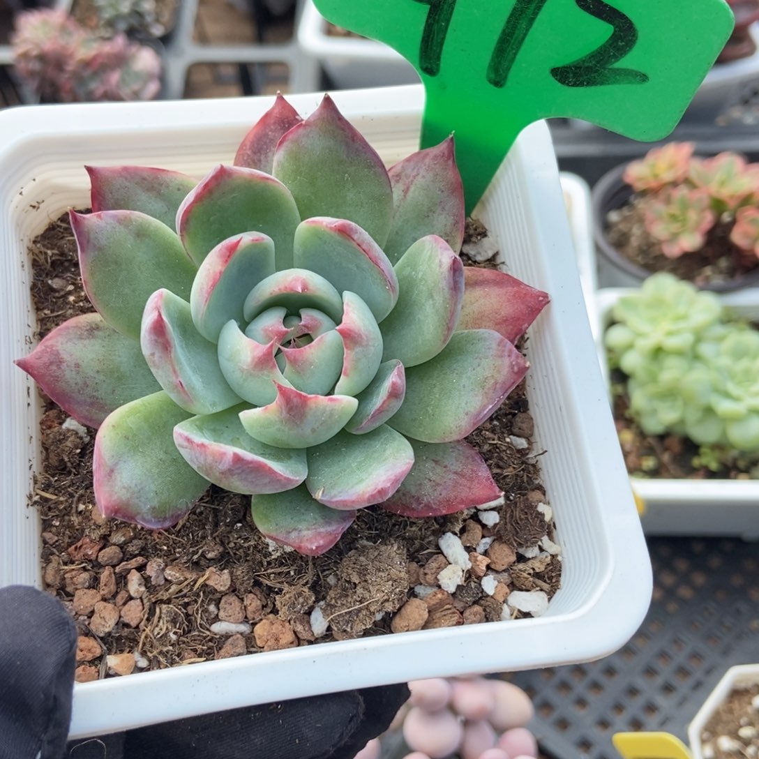 972惊鸿仙子多肉植物