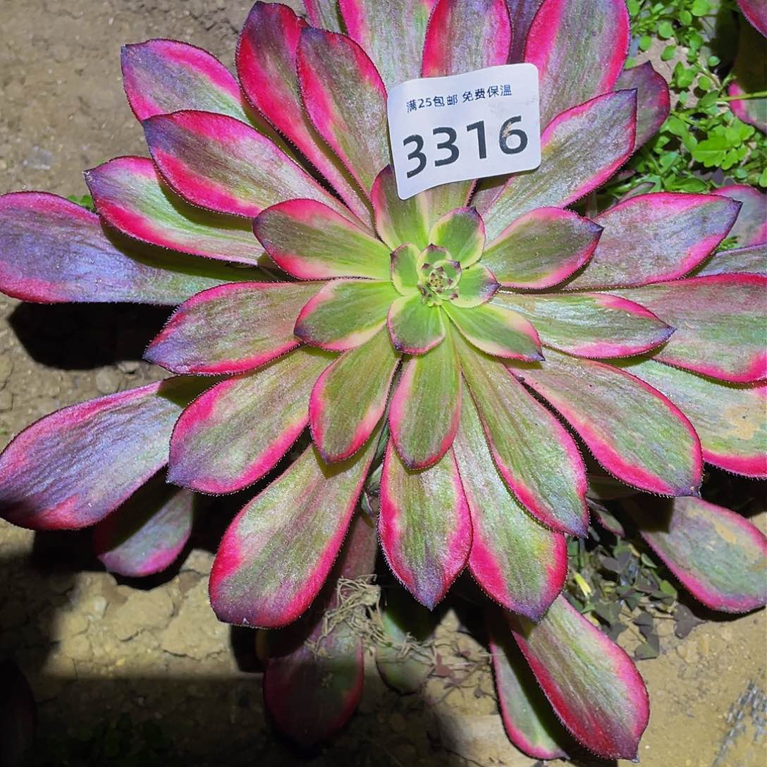 3316烟花多肉植物