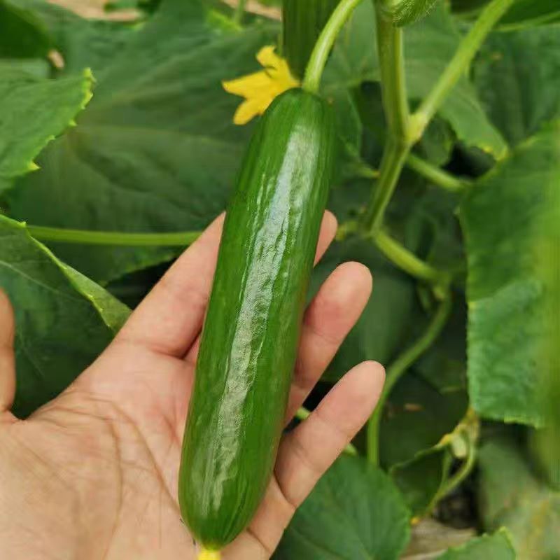 【荷兰水果小黄瓜】水果黄瓜生吃脆甜无刺黄瓜即食蔬菜3斤/5斤