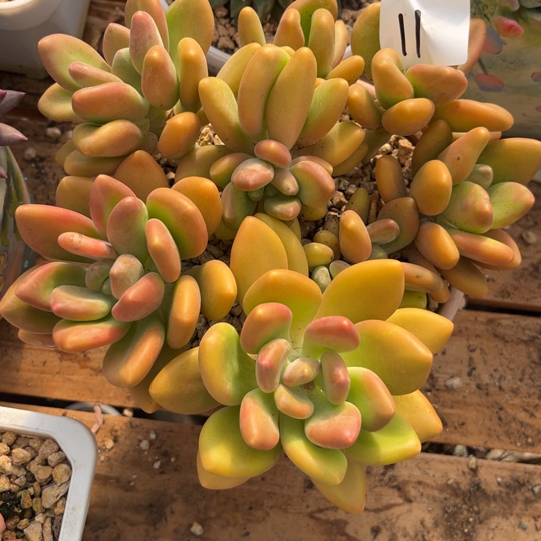 Y***寶11.29-11kk美人美人