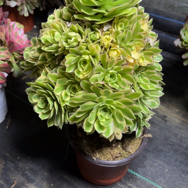 瑞妈一物一拍200