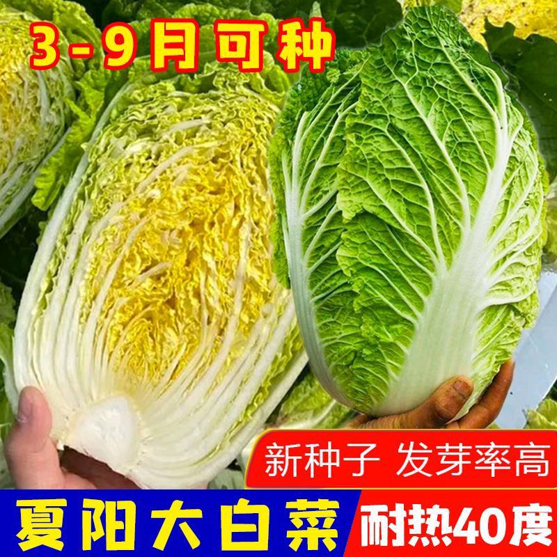 早熟夏阳白菜种子抗热白菜种子夏季耐高温耐热蔬菜种孑G 