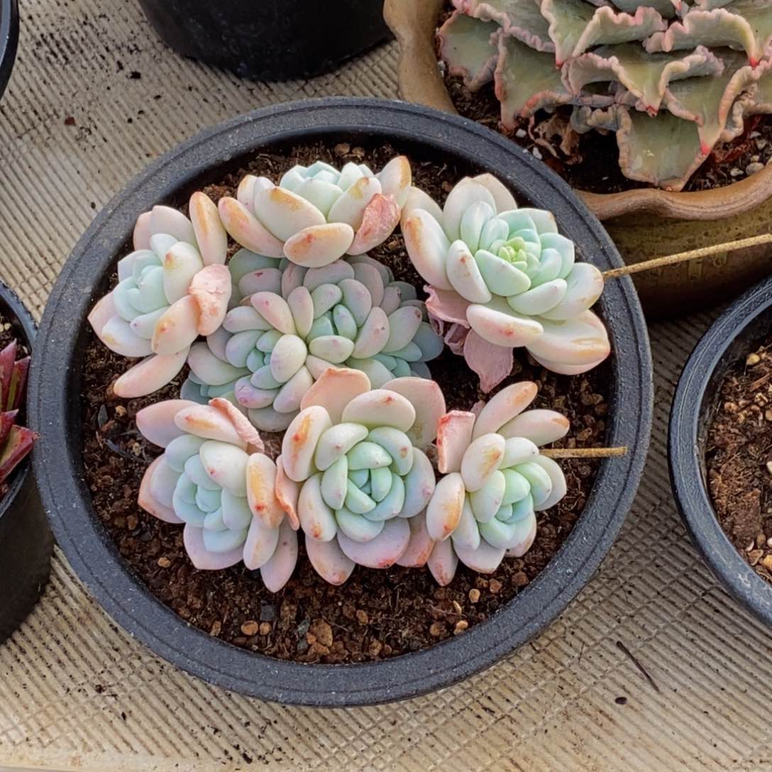 ❤️**48包邮一物一拍多肉植物