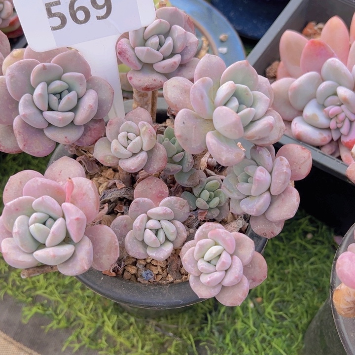 健健康康平平安安