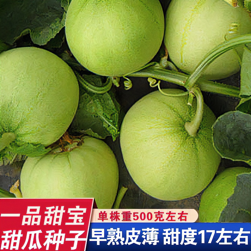 一品甜宝甜瓜种子黄绿皮香瓜种子春夏季瓜果抗病易种室外水果种子