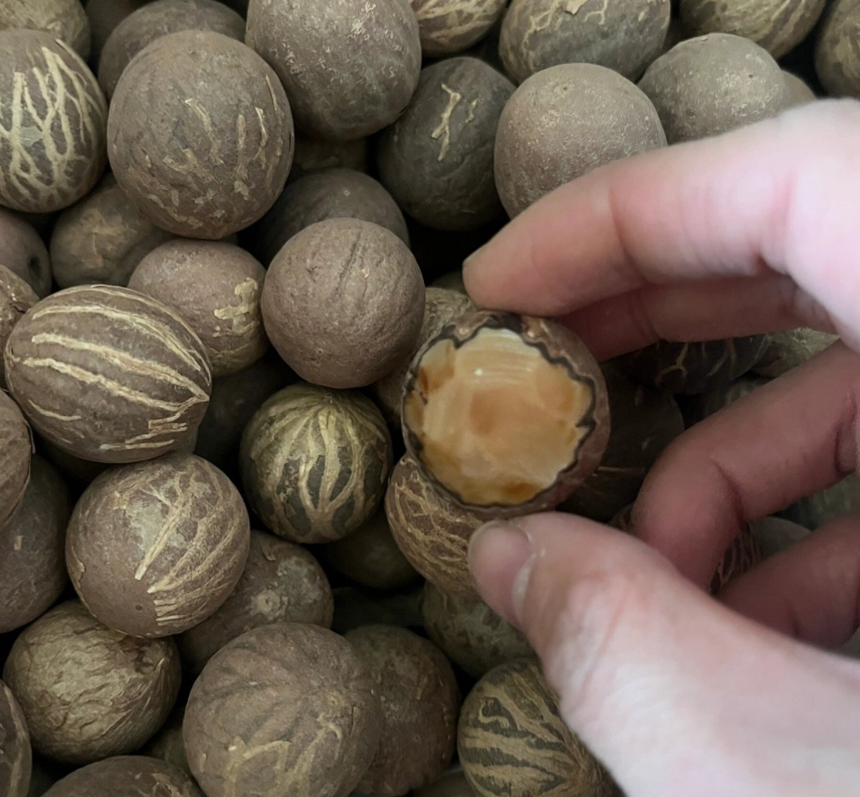 菩提根 脖挂 钥匙扣