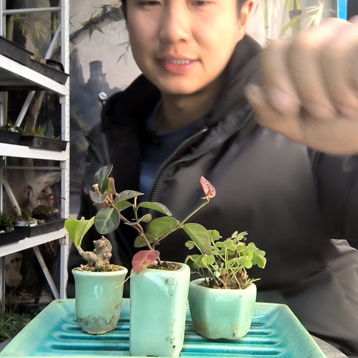 。*小盆景小植物一物一拍203