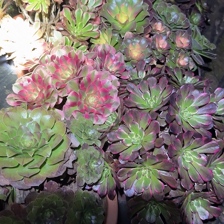 新人见面礼福利2颗捧花不同品种