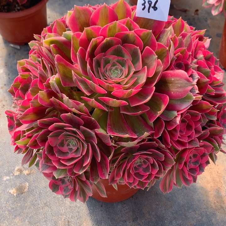 396粉女郎精品法师多肉