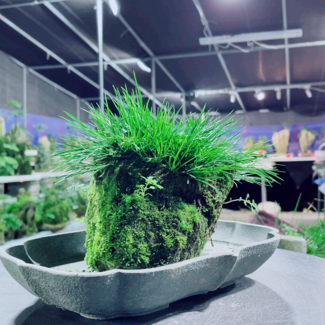 青***山无花朵好吧那我们也睡一晚上