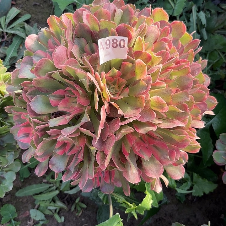 香妃8-33-980偏远不包邮