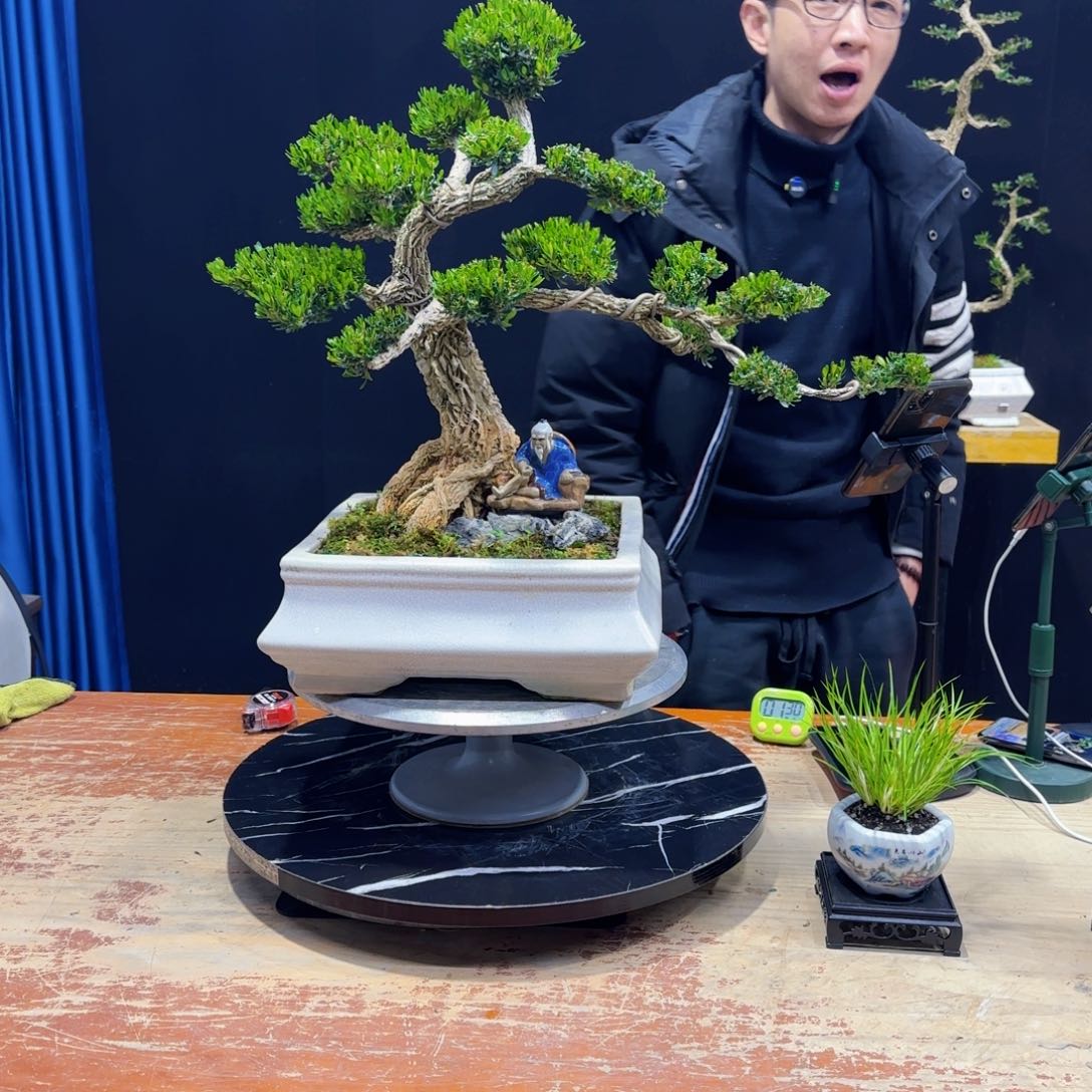 黄杨室内室外盆景艺术