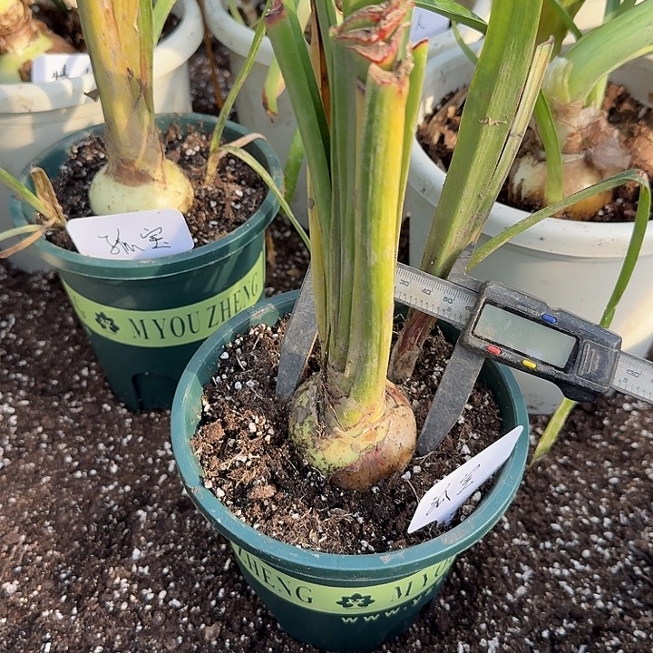 完全开放朱顶红孤宝仙子