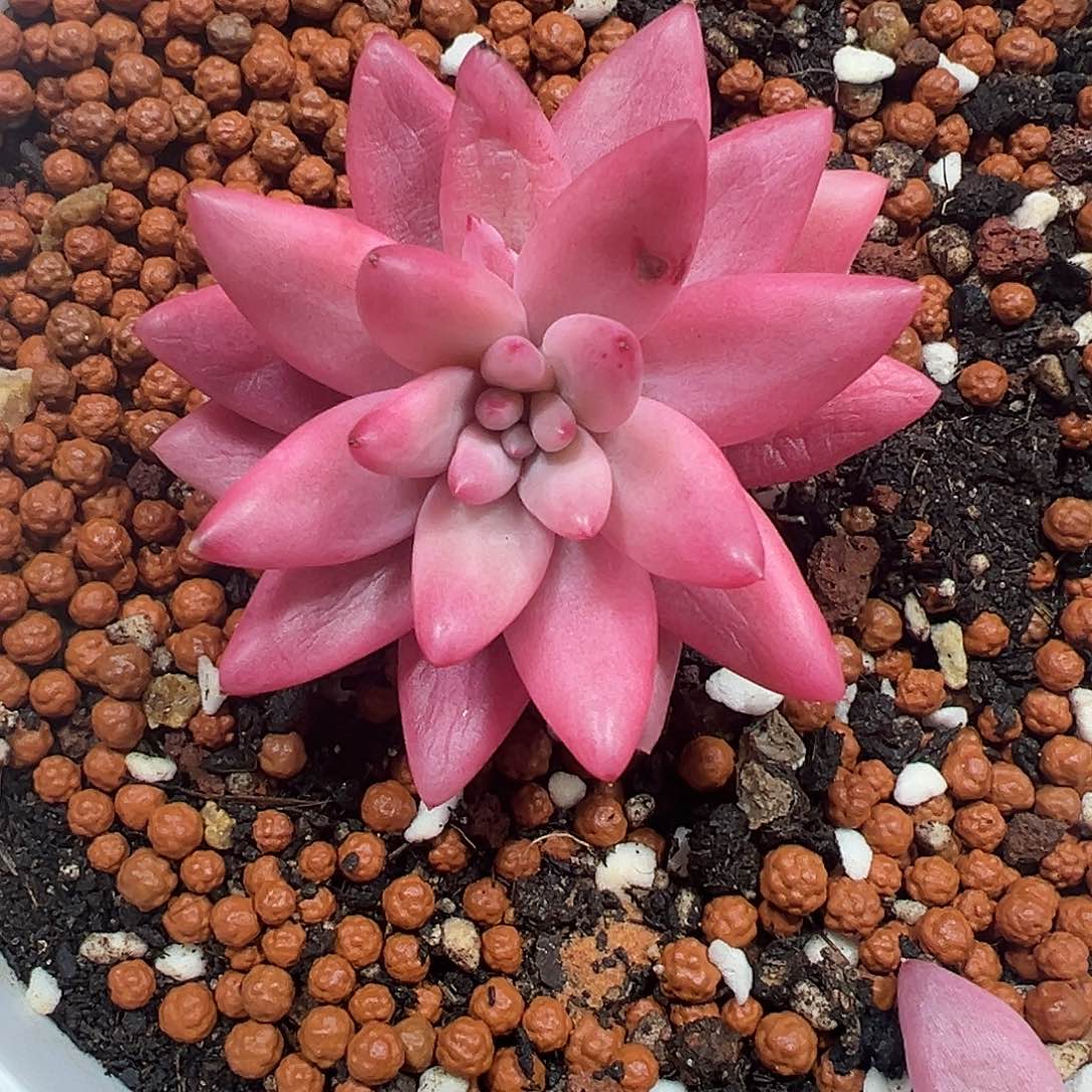 蜜桃波波锦多肉植物