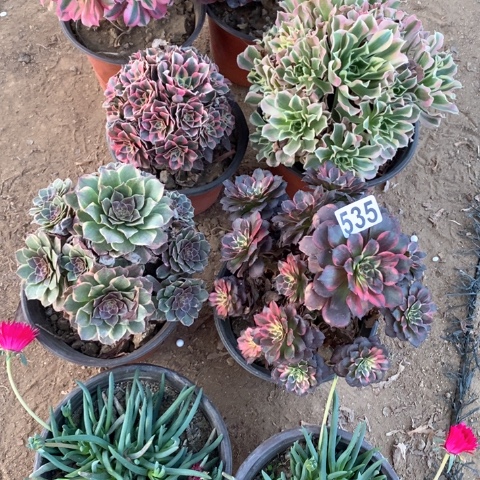 万***意535八棵法师多肉植物