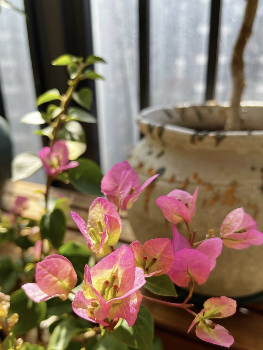 【超级玛丽】护心土球【不带花】掉花落叶正常介意慎拍