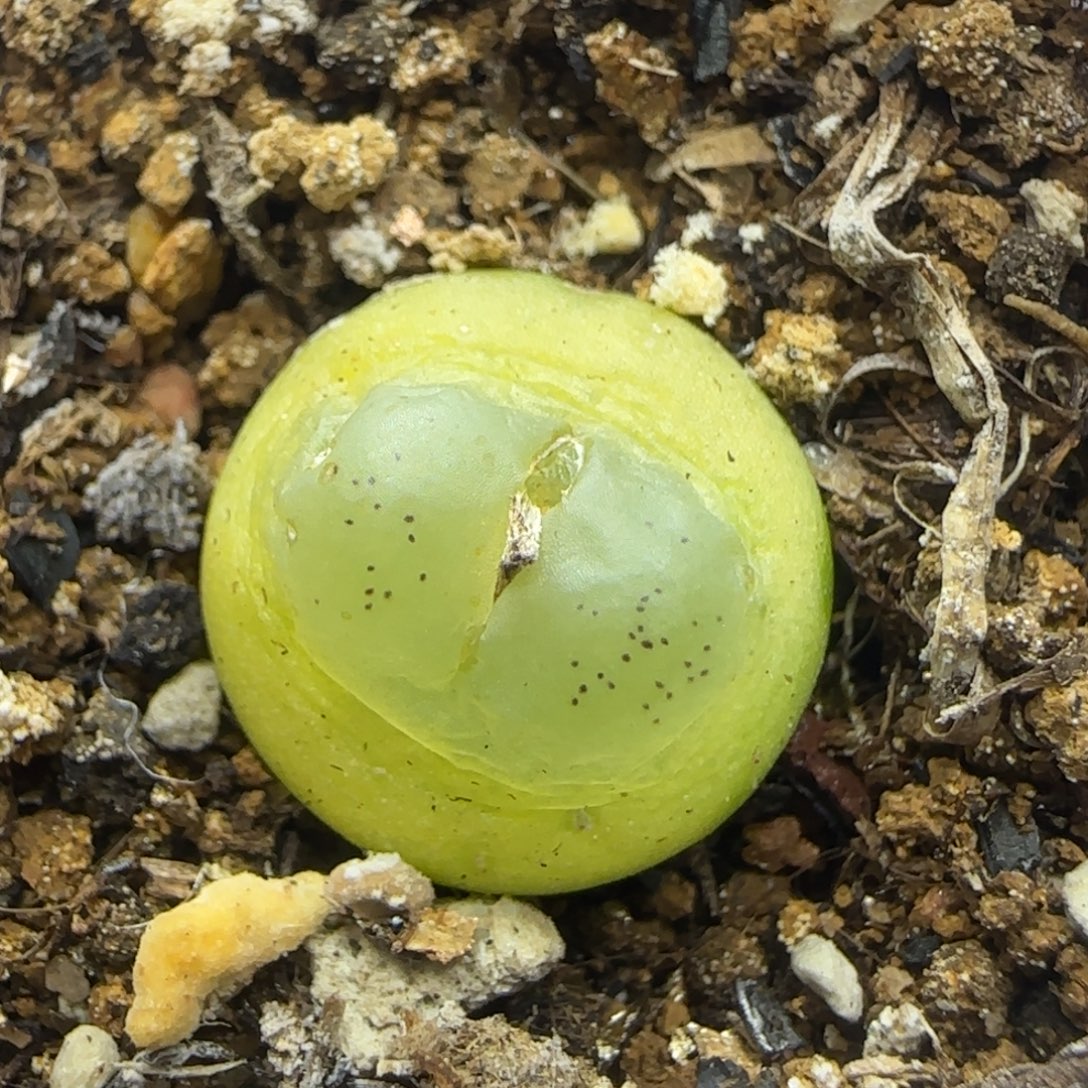 拉登1.5+多肉植物693