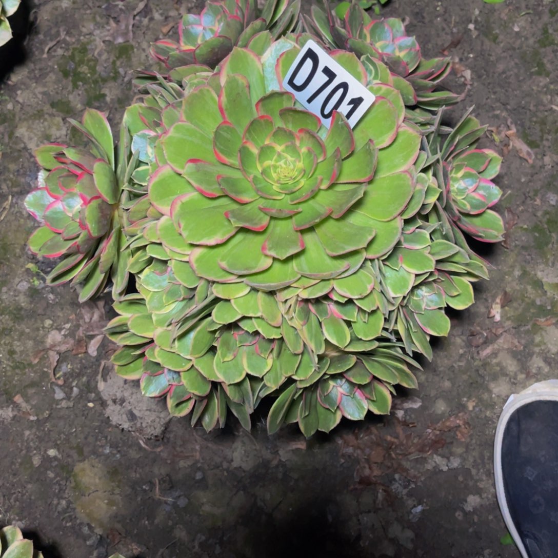 粉花妖26////32包邮