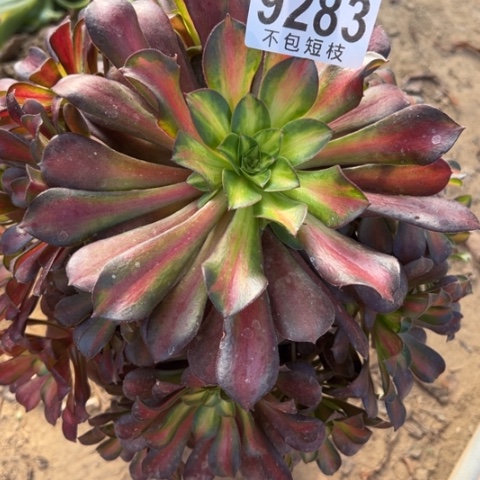 红日多肉植物法师9283