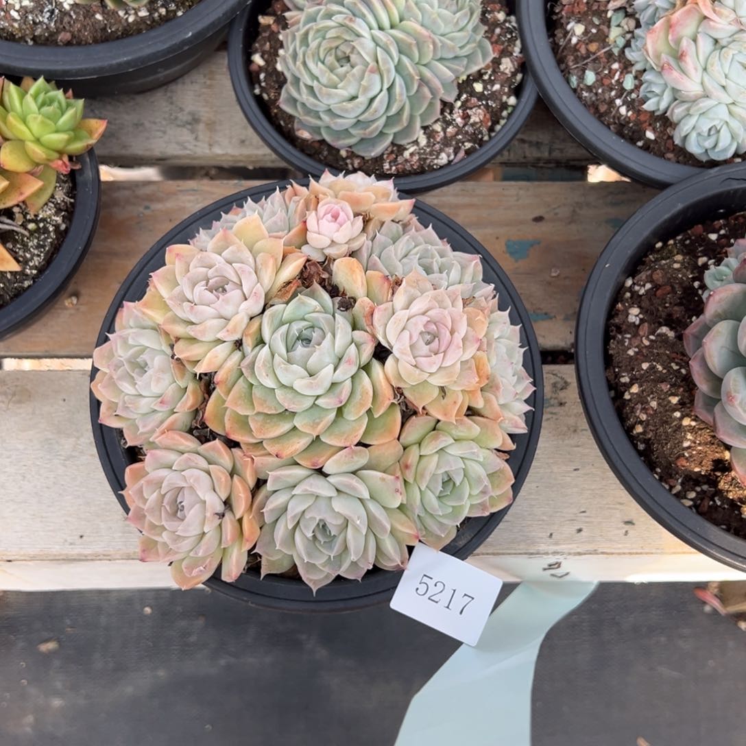 莞*5217不包整肉肉肉肉肉肉肉肉