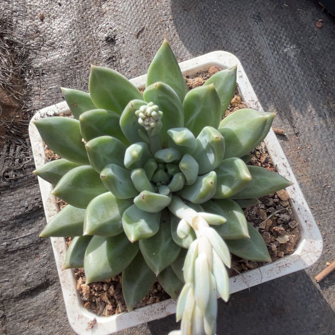 王*岁波光多肉植物365