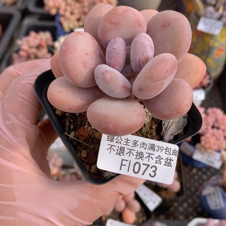 蛋黄奶单头1073多肉植物