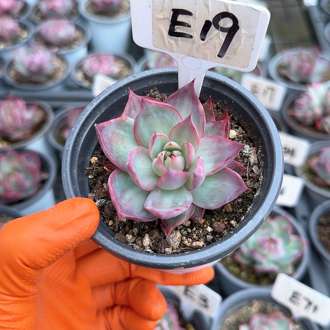 妄*E19惊鸿单头多肉