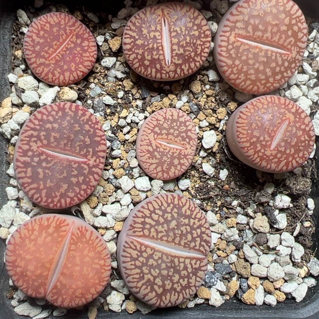 【闪购商品】016。   