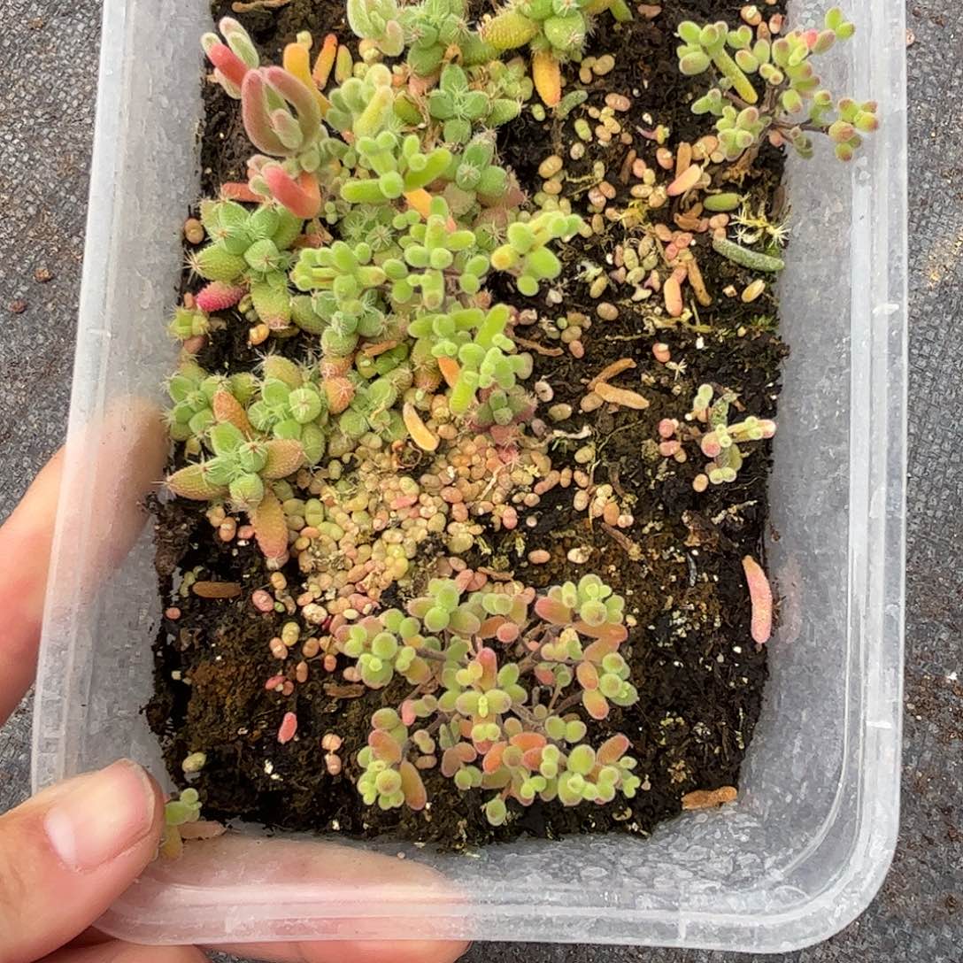 39混播切糕优选枝干番杏