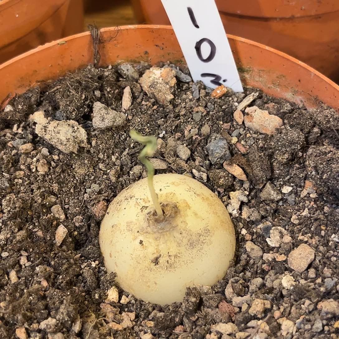 汤圆植物鹿角仓角殿103