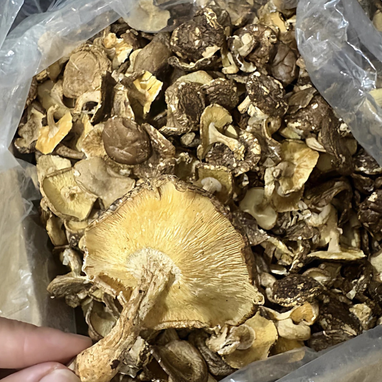 【芒果】云南土特产～香杏菇