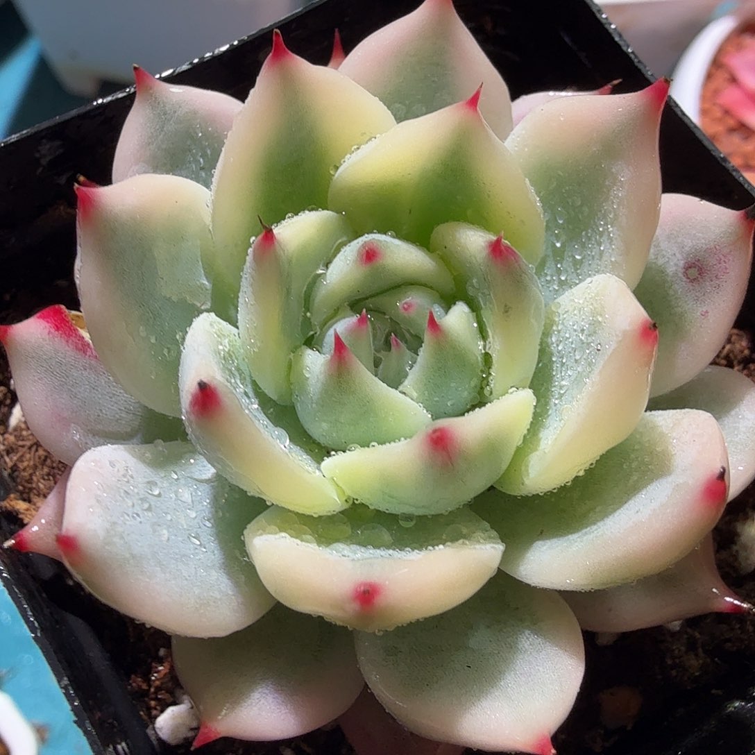 吉娃娃锦，多肉植物