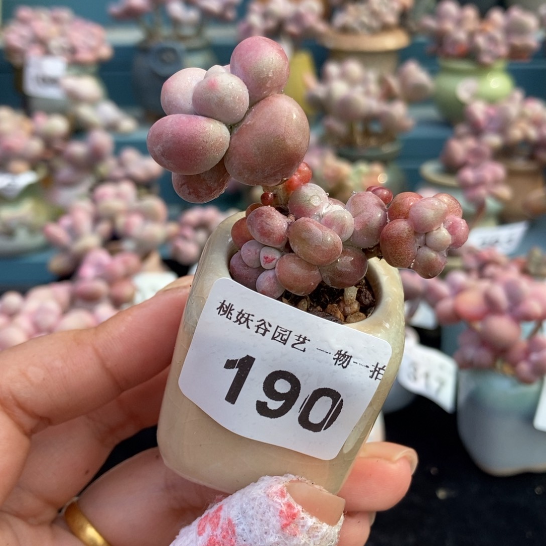 190糖果腰子蛋带盆土