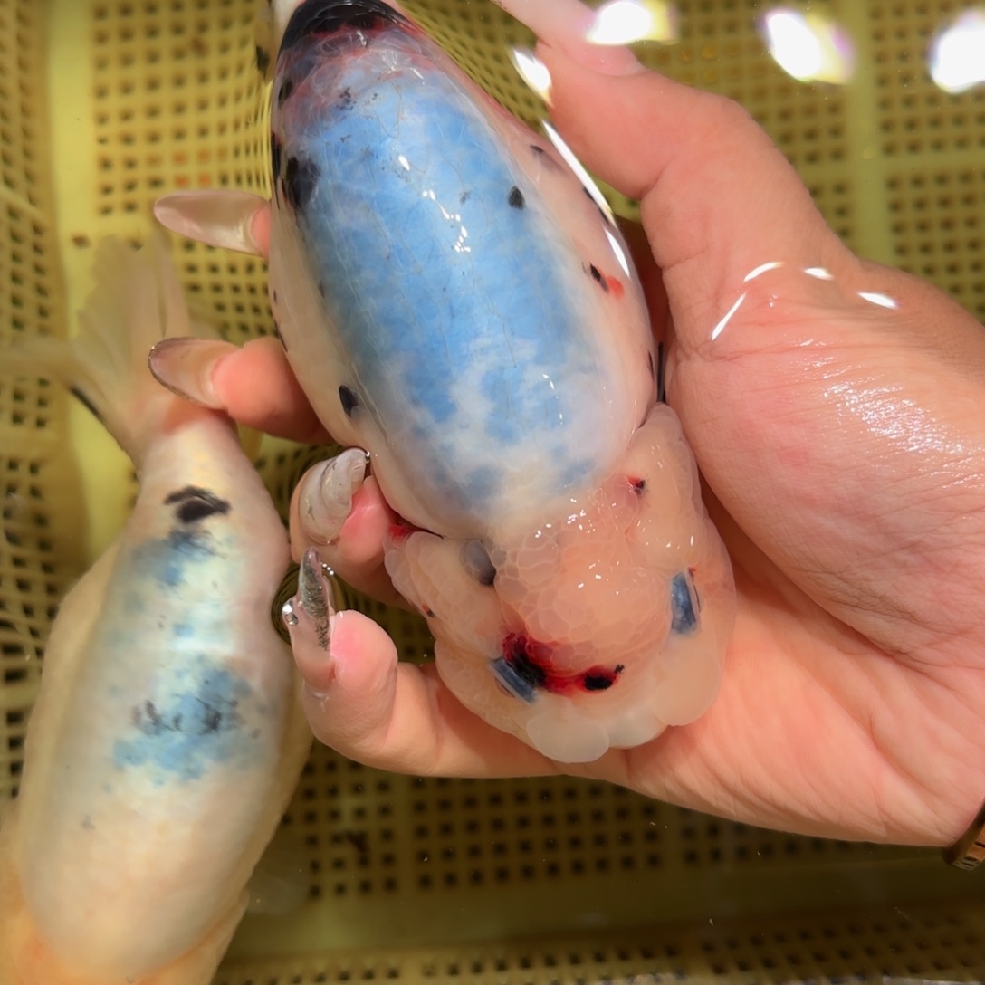 鱼***笨金鱼拍包装包邮，不拍包装运费到付