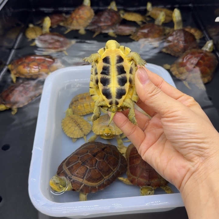 爱****宠物龟母背甲6.5厘米