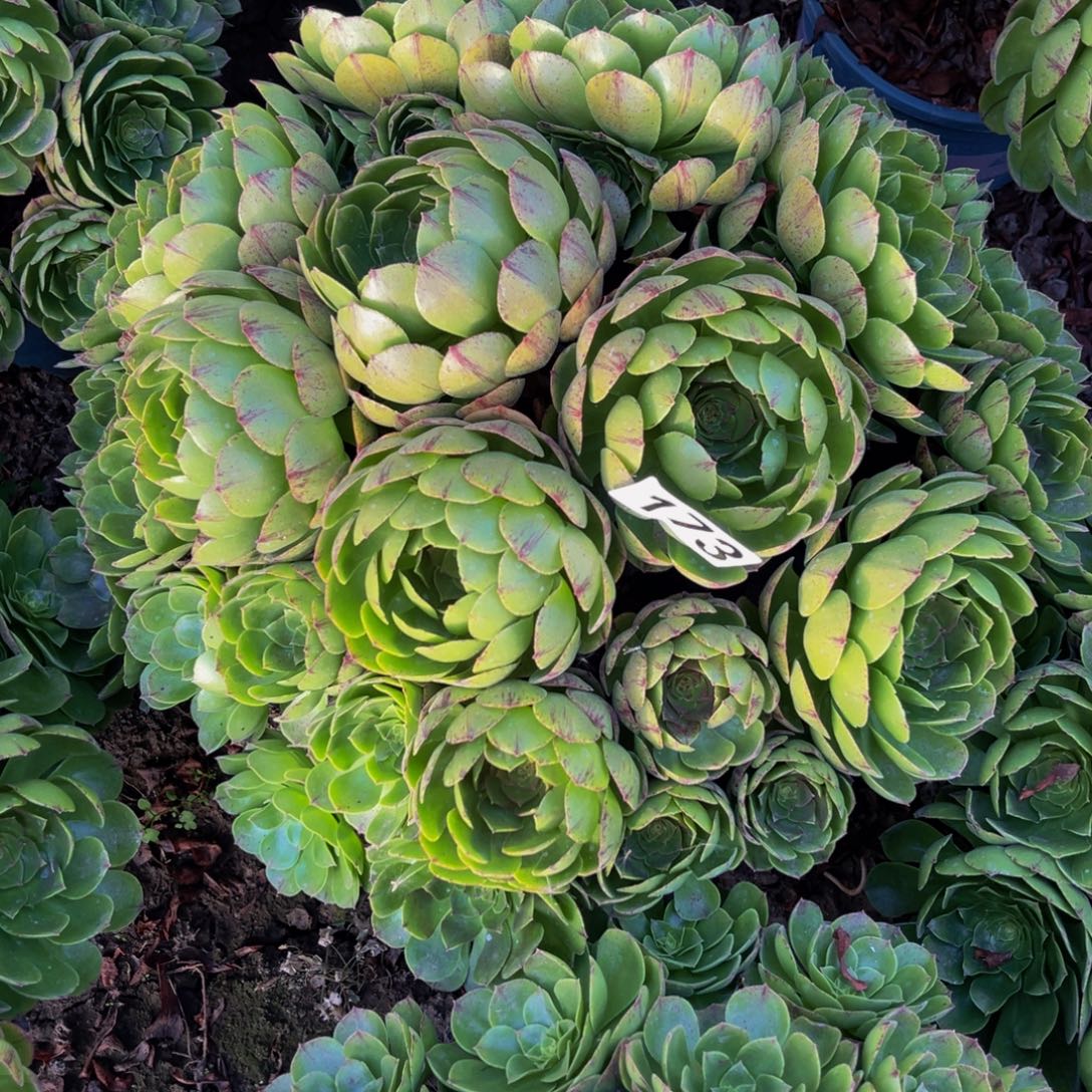 万拉丝14////-12包邮