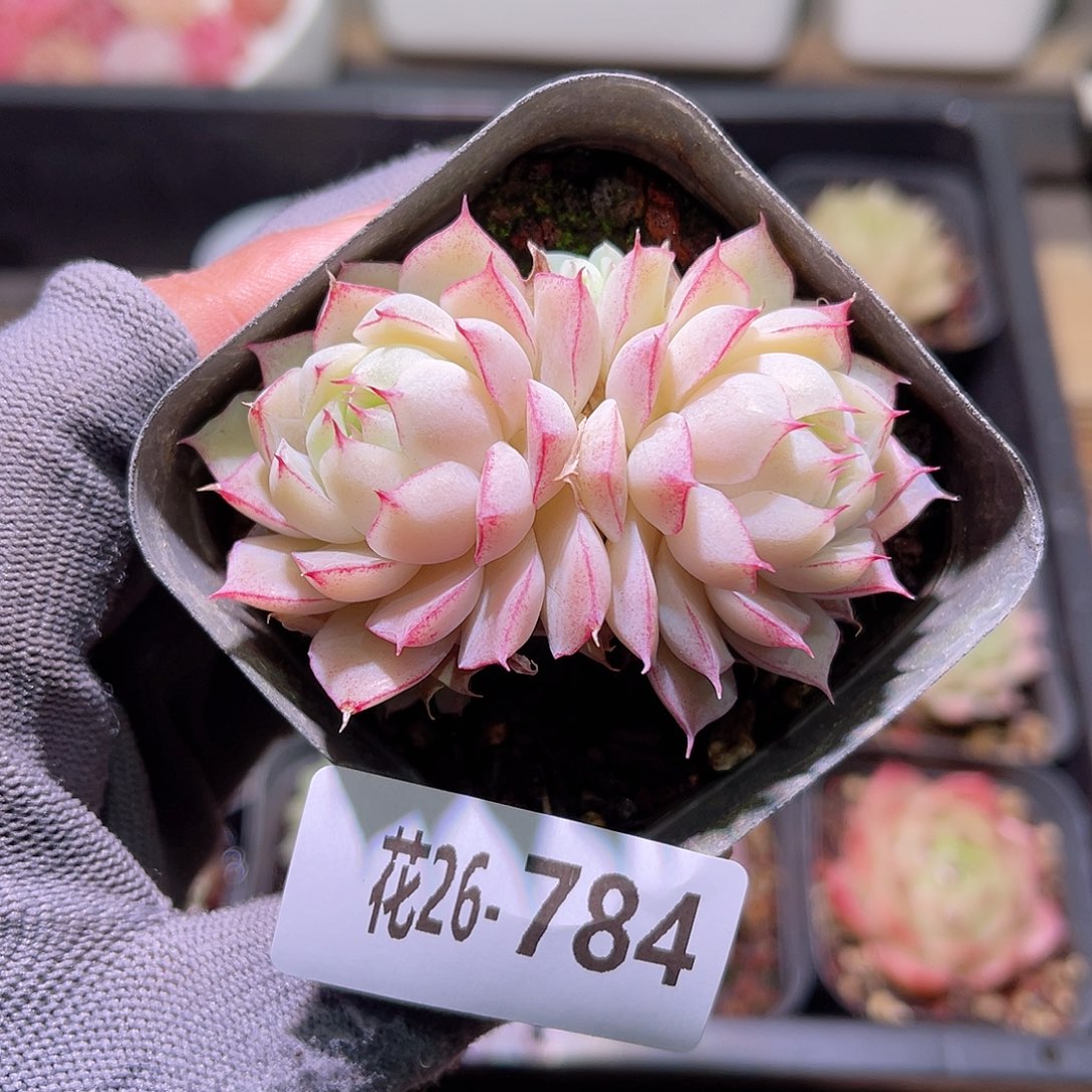 花26-784女王双头
