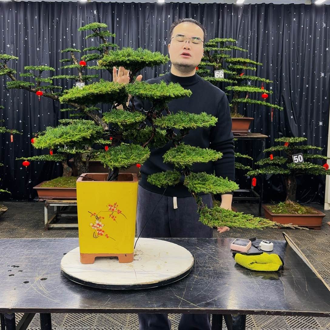 松树柏树造型盆景