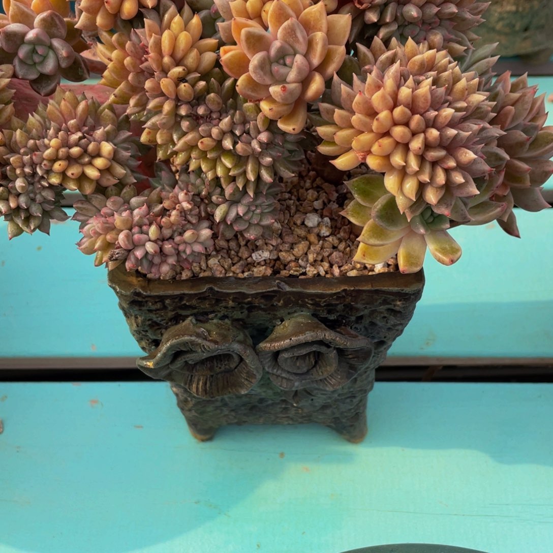 靖***雯2313上午多肉植物群生带盆