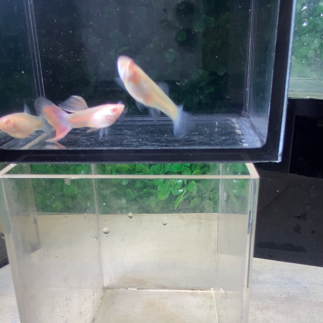 孔雀鱼金粉欧翼一对