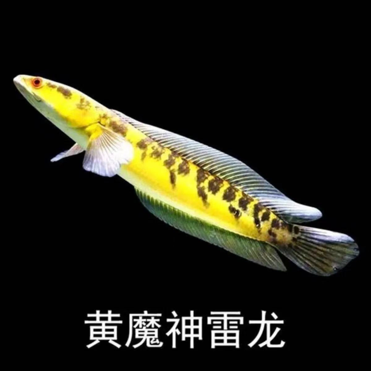 黄魔神雷龙鱼大型鱼猛鱼热带鱼观赏鱼