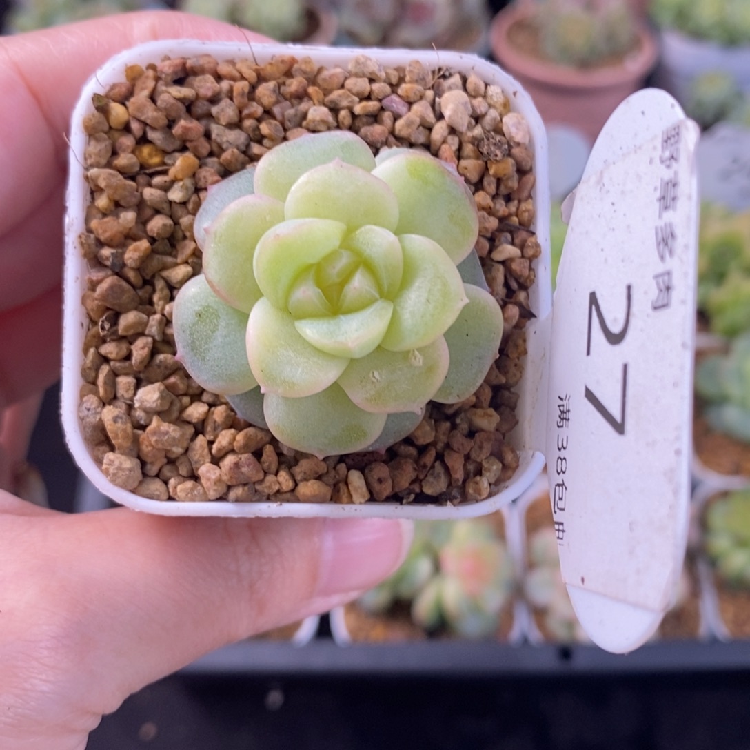 孤品珍妮优选单头27号