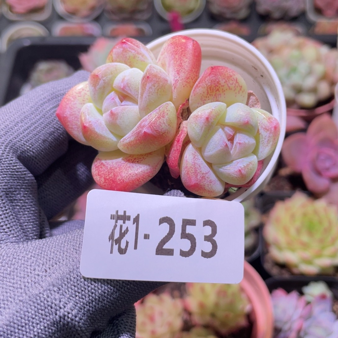 花利美1-253冰玉  