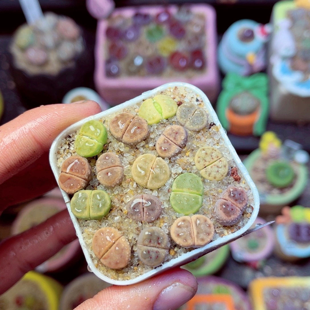 197生石花带盆发1