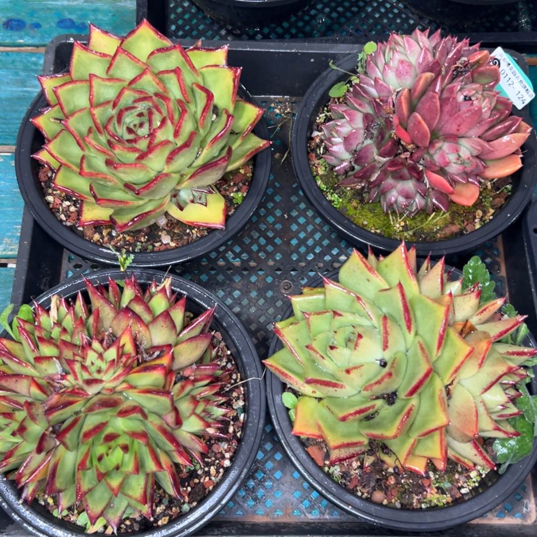 多肉一物一拍0112-124