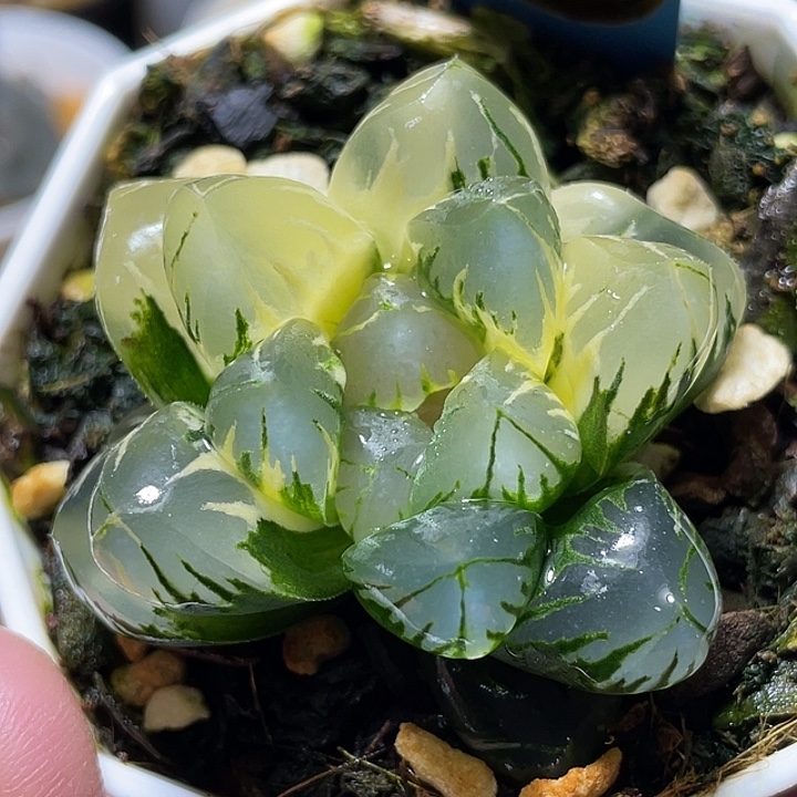 528巨大化北极之光锦福利